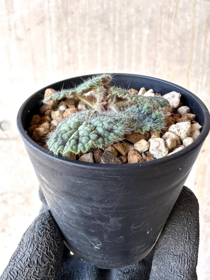 【現品限り】ペラルゴニウム・バルクリ【O12】 Pelargonium barklyi