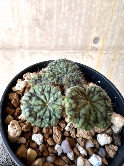 【現品限り】ペラルゴニウム・バルクリ【O12】 Pelargonium barklyi