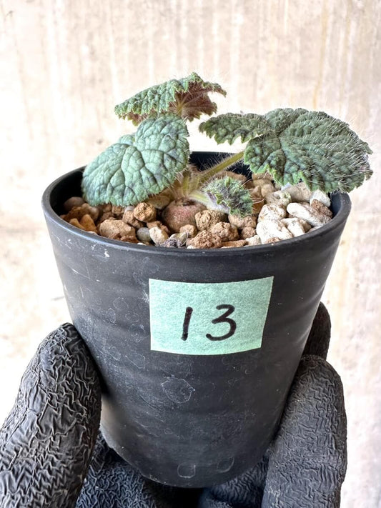 【現品限り】ペラルゴニウム・バルクリ【O13】 Pelargonium barklyi