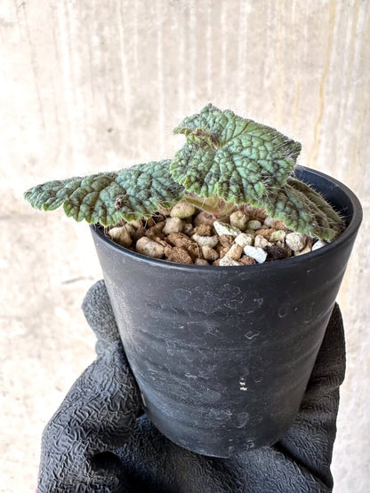 【現品限り】ペラルゴニウム・バルクリ【O13】 Pelargonium barklyi