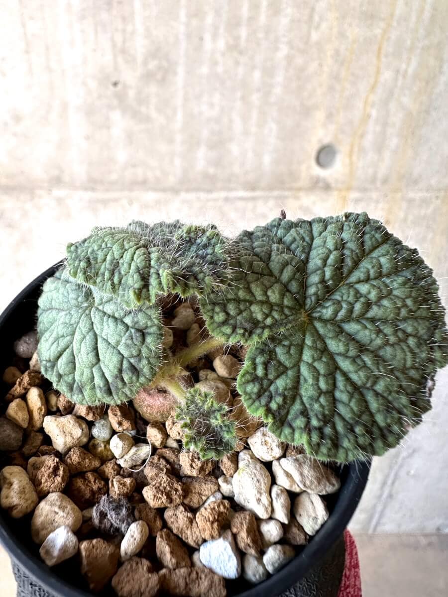 【現品限り】ペラルゴニウム・バルクリ【O13】 Pelargonium barklyi