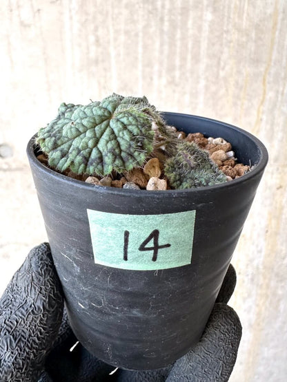 【現品限り】ペラルゴニウム・バルクリ【O14】 Pelargonium barklyi