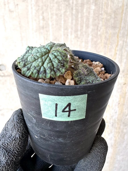 【現品限り】ペラルゴニウム・バルクリ【O14】 Pelargonium barklyi