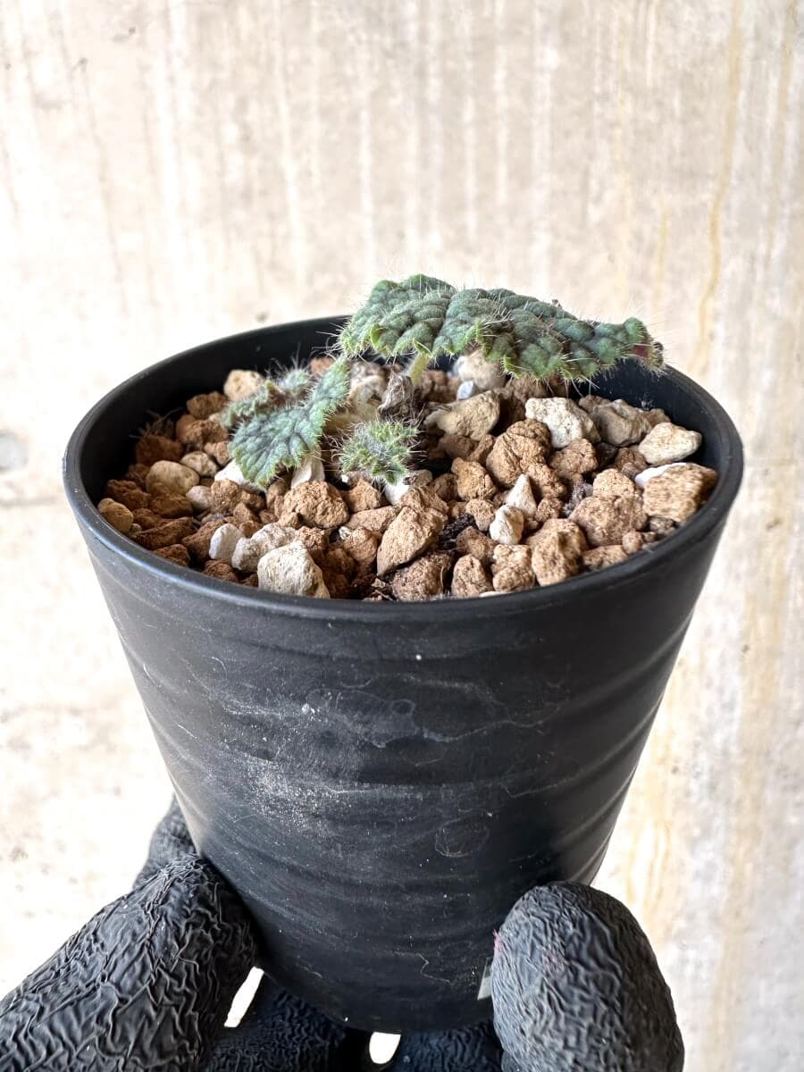 【現品限り】ペラルゴニウム・バルクリ【O14】 Pelargonium barklyi