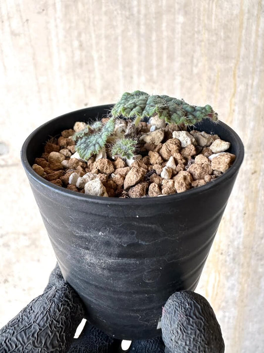 【現品限り】ペラルゴニウム・バルクリ【O14】 Pelargonium barklyi