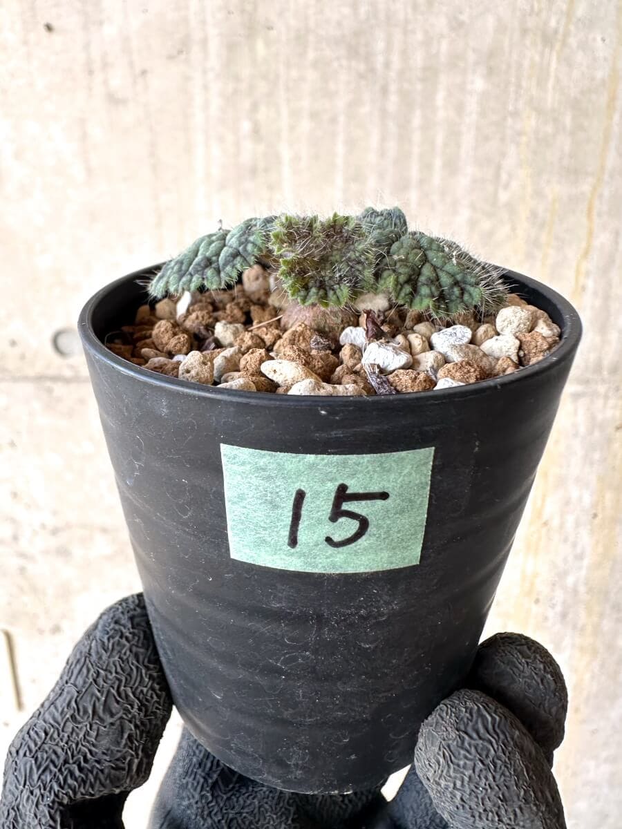 【現品限り】ペラルゴニウム・バルクリ【O15】 Pelargonium barklyi