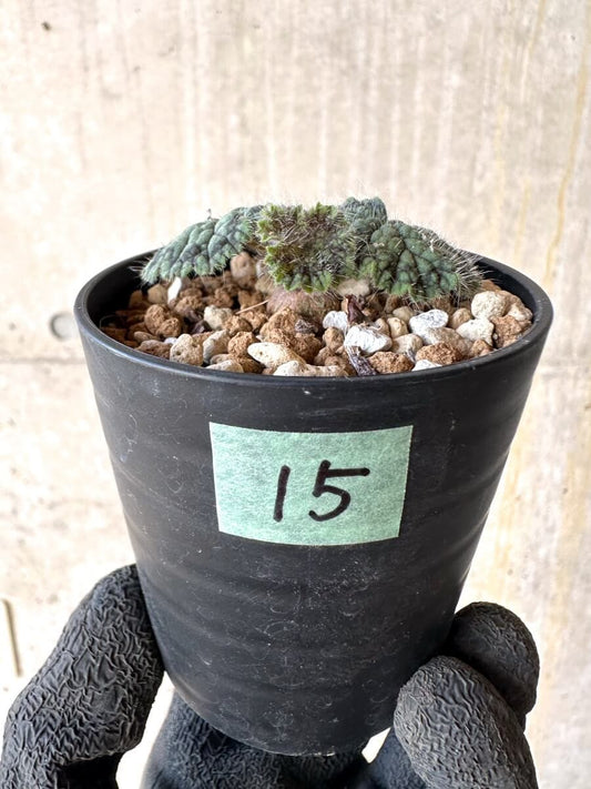 【現品限り】ペラルゴニウム・バルクリ【O15】 Pelargonium barklyi