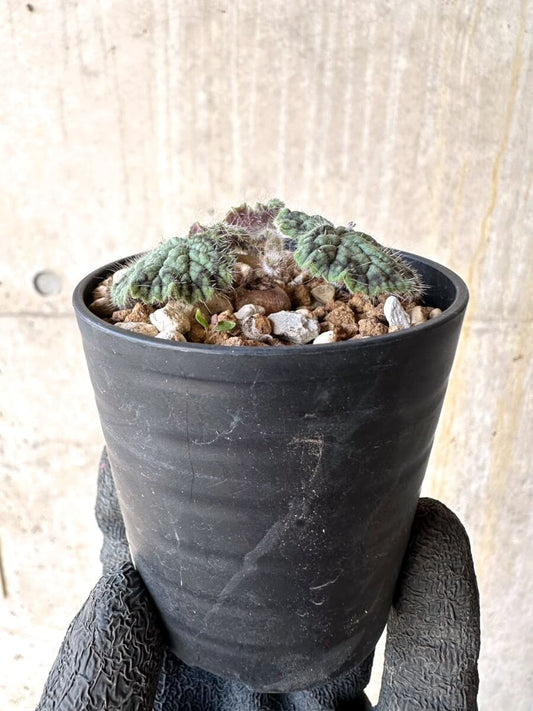 【現品限り】ペラルゴニウム・バルクリ【O15】 Pelargonium barklyi