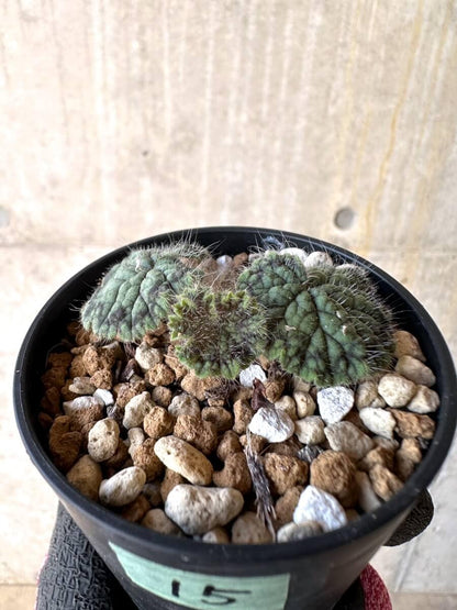 【現品限り】ペラルゴニウム・バルクリ【O15】 Pelargonium barklyi