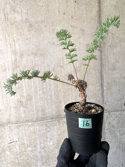 【現品限り】ペラルゴニウム・ボウケリ【O16】 Pelargonium bowkeri