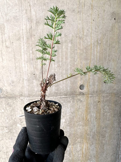 【現品限り】ペラルゴニウム・ボウケリ【O16】 Pelargonium bowkeri