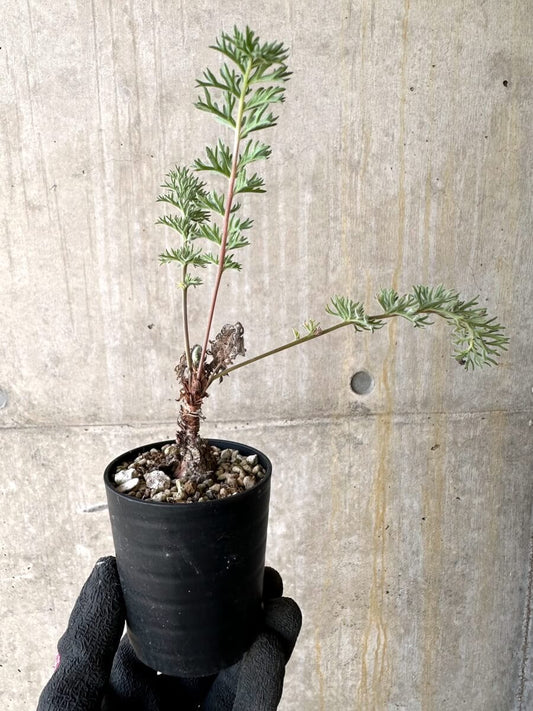 【現品限り】ペラルゴニウム・ボウケリ【O16】 Pelargonium bowkeri