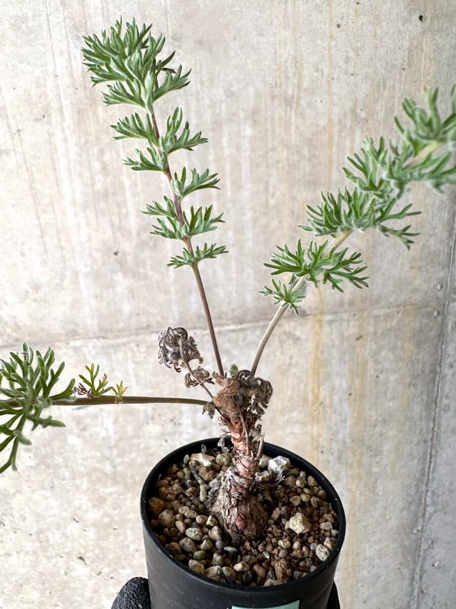 【現品限り】ペラルゴニウム・ボウケリ【O16】 Pelargonium bowkeri