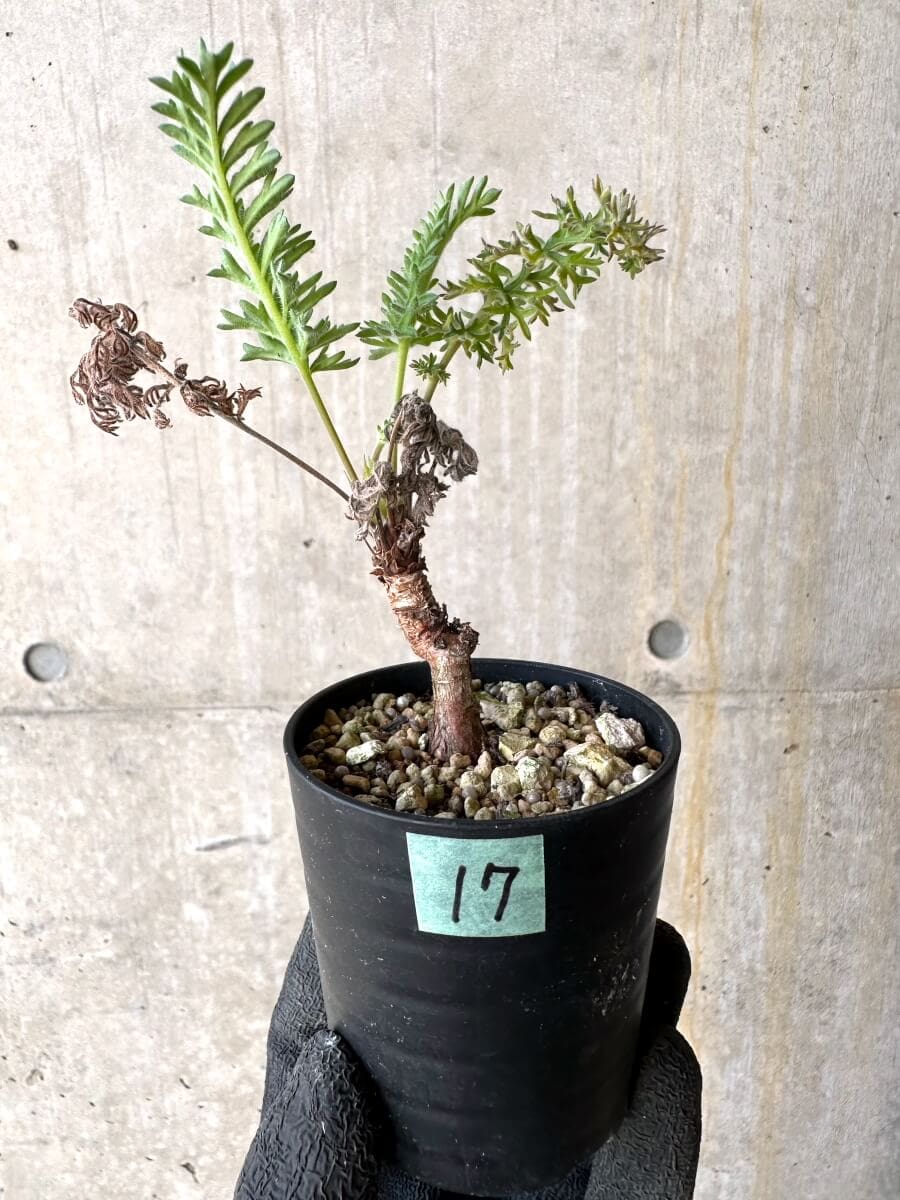 【現品限り】ペラルゴニウム・ボウケリ【O17】 Pelargonium bowkeri