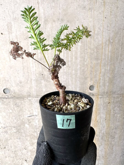 【現品限り】ペラルゴニウム・ボウケリ【O17】 Pelargonium bowkeri
