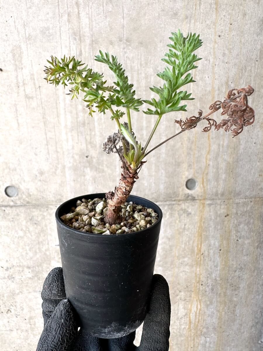 【現品限り】ペラルゴニウム・ボウケリ【O17】 Pelargonium bowkeri