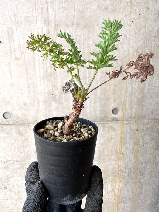 【現品限り】ペラルゴニウム・ボウケリ【O17】 Pelargonium bowkeri