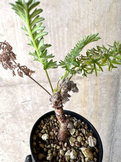 【現品限り】ペラルゴニウム・ボウケリ【O17】 Pelargonium bowkeri