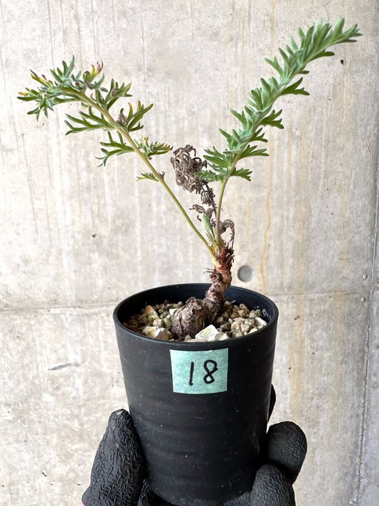 【現品限り】ペラルゴニウム・ボウケリ【O18】 Pelargonium bowkeri