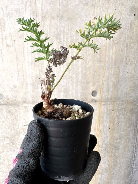 【現品限り】ペラルゴニウム・ボウケリ【O18】 Pelargonium bowkeri