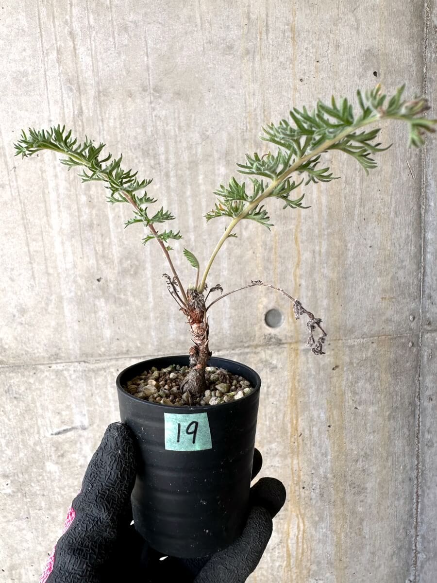 【現品限り】ペラルゴニウム・ボウケリ【O19】 Pelargonium bowkeri