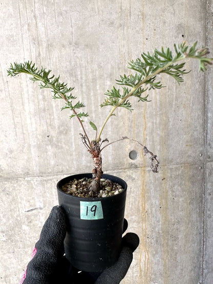 【現品限り】ペラルゴニウム・ボウケリ【O19】 Pelargonium bowkeri