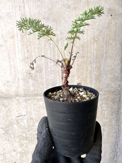 【現品限り】ペラルゴニウム・ボウケリ【O19】 Pelargonium bowkeri