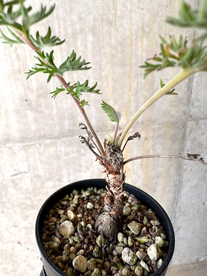 【現品限り】ペラルゴニウム・ボウケリ【O19】 Pelargonium bowkeri