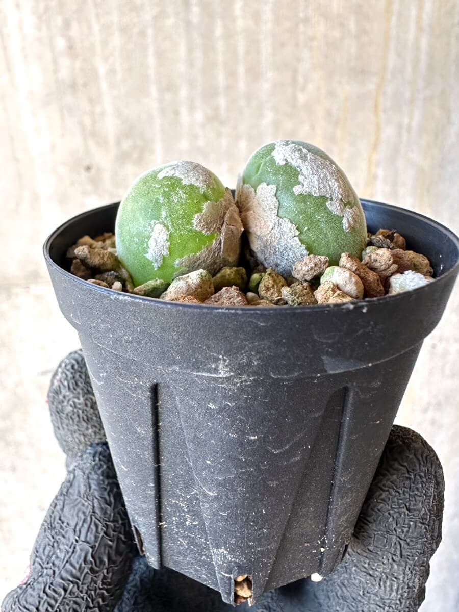 【現品限り】ムイリア・ホルテンセ【O1】 Muiria hortenseae