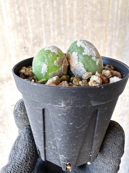 【現品限り】ムイリア・ホルテンセ【O1】 Muiria hortenseae