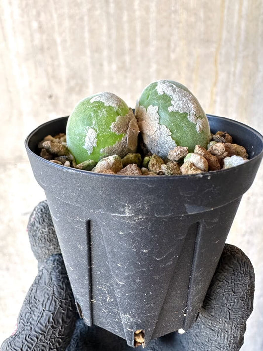 【現品限り】ムイリア・ホルテンセ【O1】 Muiria hortenseae