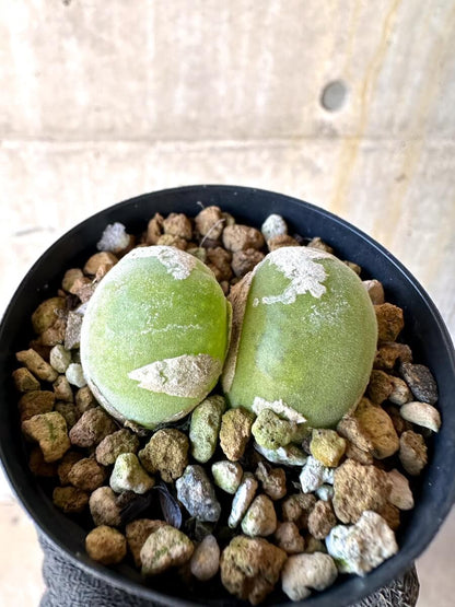 【現品限り】ムイリア・ホルテンセ【O1】 Muiria hortenseae