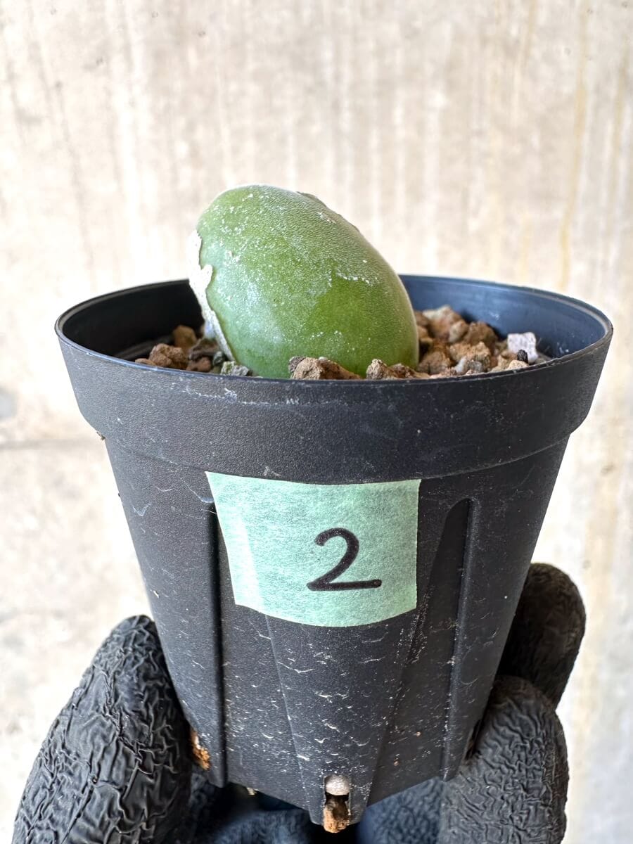 【現品限り】ムイリア・ホルテンセ【O2】 Muiria hortenseae