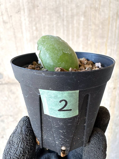 【現品限り】ムイリア・ホルテンセ【O2】 Muiria hortenseae