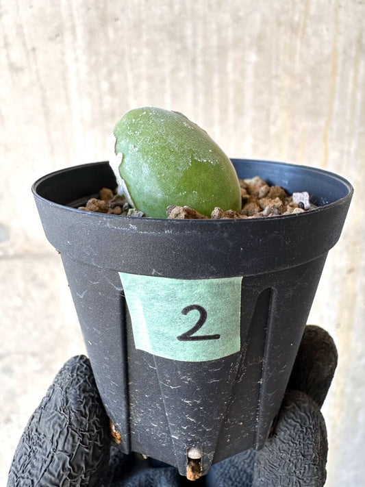 【現品限り】ムイリア・ホルテンセ【O2】 Muiria hortenseae