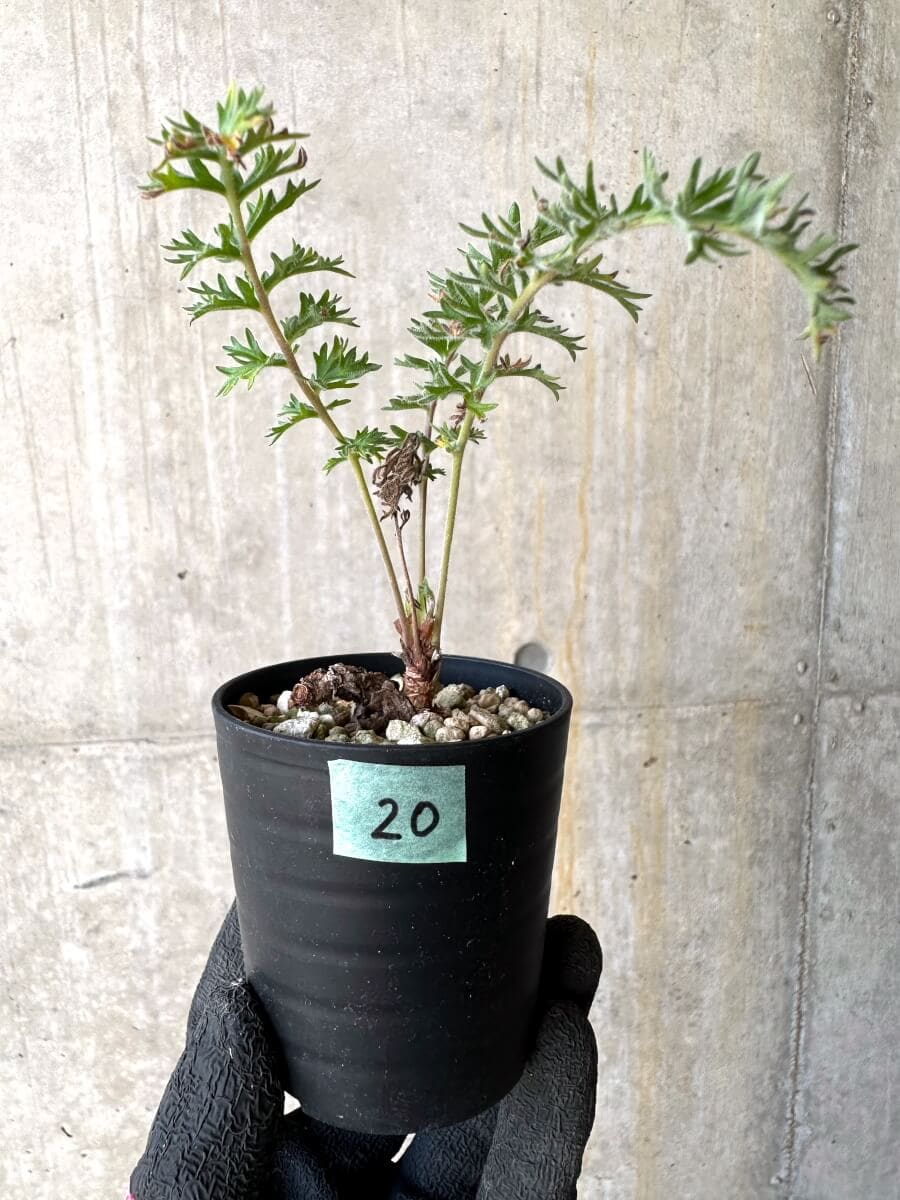 【現品限り】ペラルゴニウム・ボウケリ【O20】 Pelargonium bowkeri