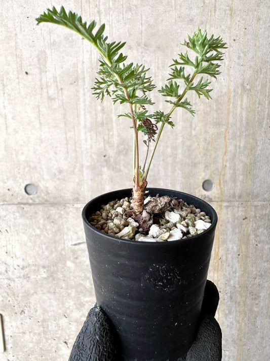 【現品限り】ペラルゴニウム・ボウケリ【O20】 Pelargonium bowkeri