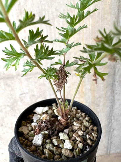 【現品限り】ペラルゴニウム・ボウケリ【O20】 Pelargonium bowkeri