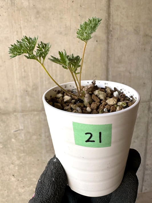 【現品限り】ペラルゴニウム・トリステ 実生【O21】 Pelargonium triste