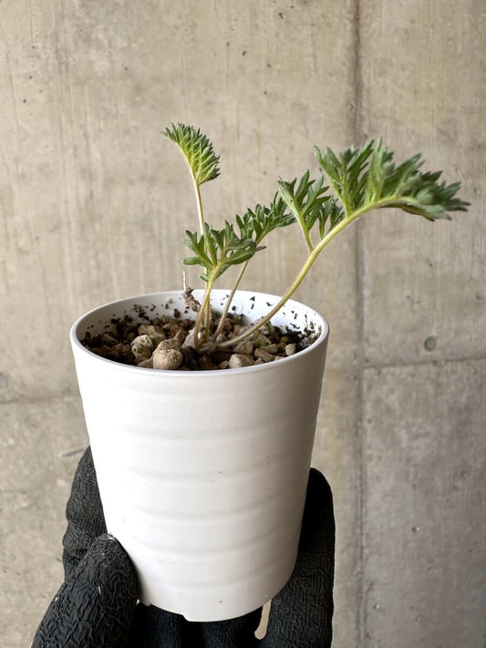 【現品限り】ペラルゴニウム・トリステ 実生【O21】 Pelargonium triste