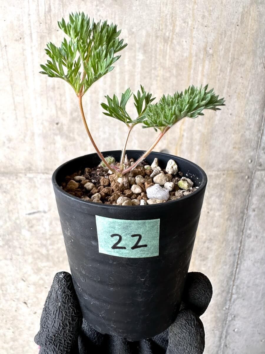 【現品限り】ペラルゴニウム・トリステ 実生【O22】 Pelargonium triste