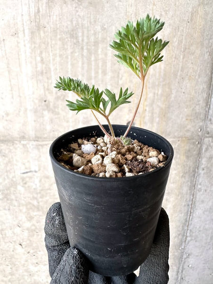 【現品限り】ペラルゴニウム・トリステ 実生【O22】 Pelargonium triste