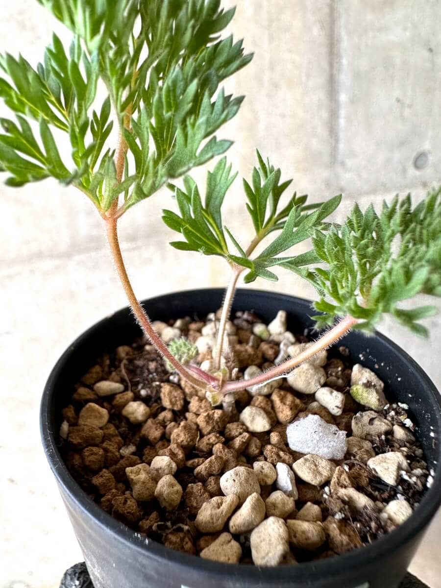 【現品限り】ペラルゴニウム・トリステ 実生【O22】 Pelargonium triste