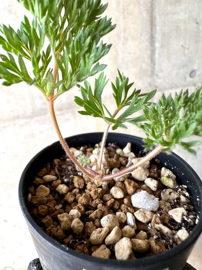 【現品限り】ペラルゴニウム・トリステ 実生【O22】 Pelargonium triste