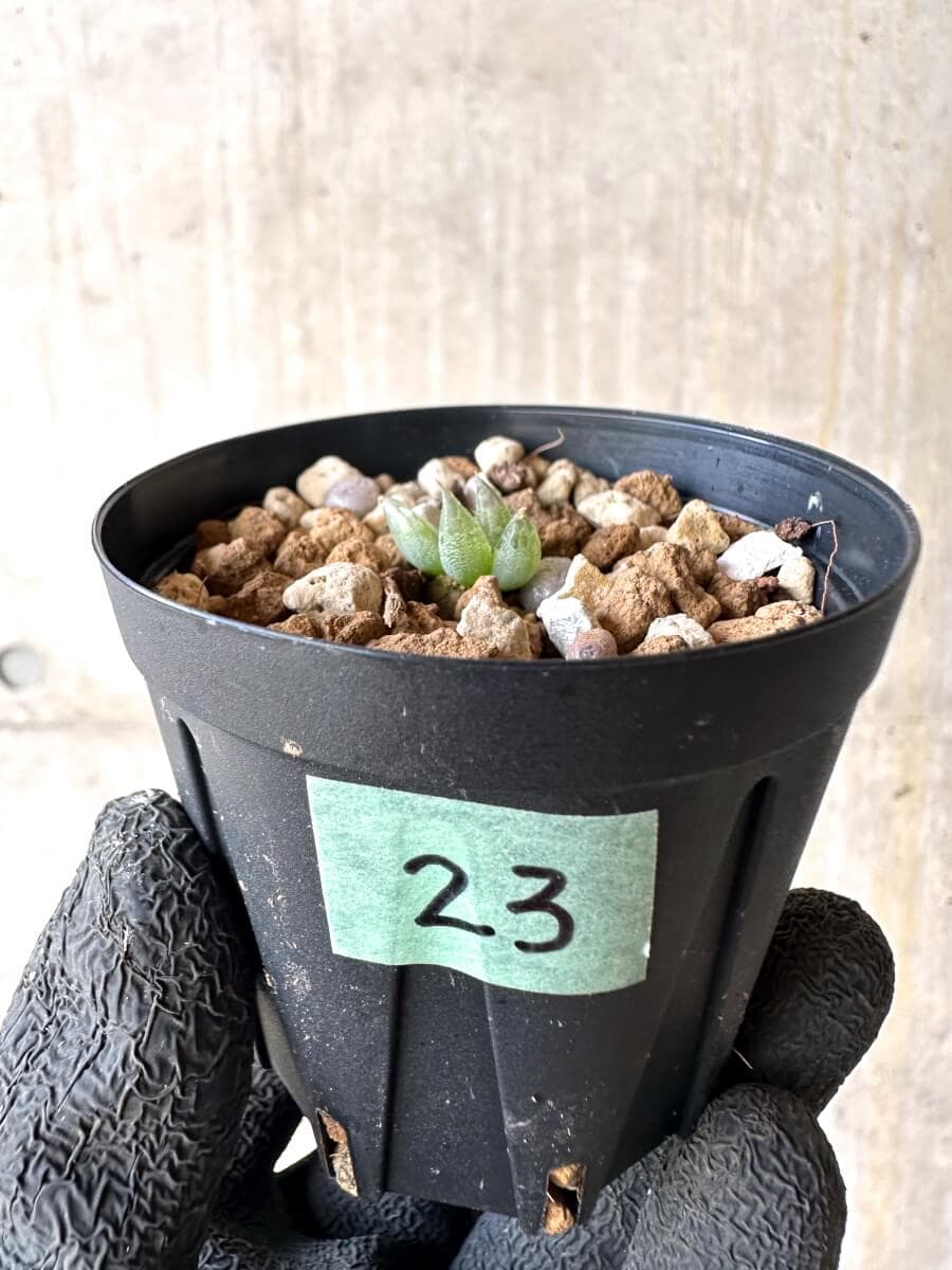 【現品限り】ブルビネ・ロリータ【O23】 Bulbine lolita