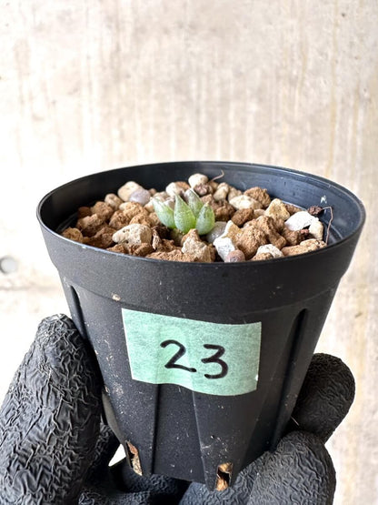 【現品限り】ブルビネ・ロリータ【O23】 Bulbine lolita