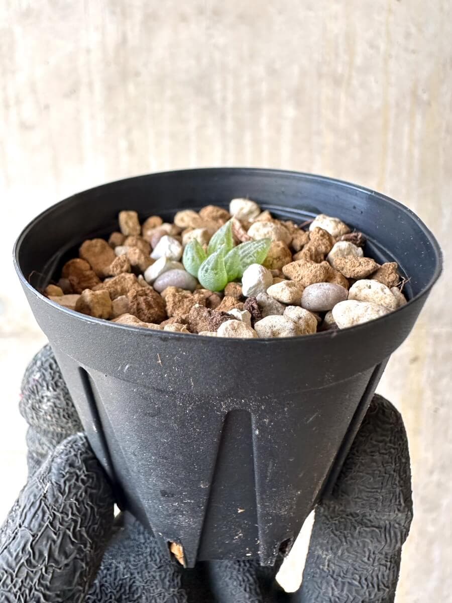 【現品限り】ブルビネ・ロリータ【O23】 Bulbine lolita