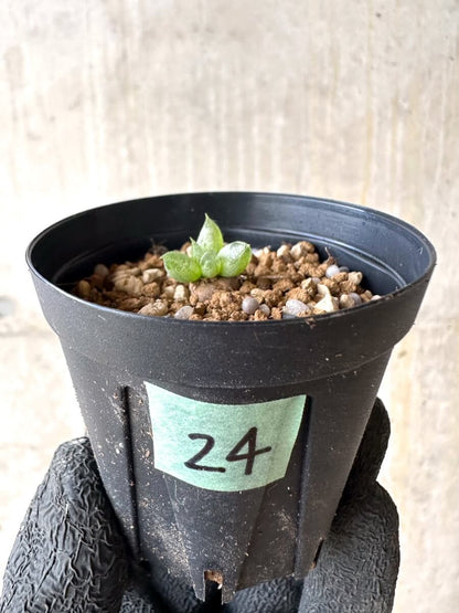 【現品限り】ブルビネ・ロリータ【O24】 Bulbine lolita