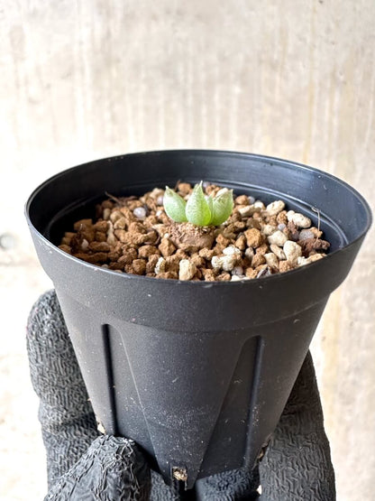 【現品限り】ブルビネ・ロリータ【O24】 Bulbine lolita