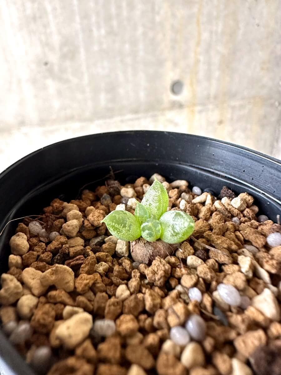 【現品限り】ブルビネ・ロリータ【O24】 Bulbine lolita